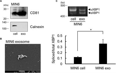 Incorporation of the Endoplasmic Reticulum Stress-Induced Spliced Form of XBP1 mRNA in the Exosomes